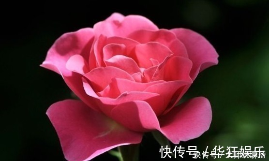 养花就养“它”,比绿萝好养,四季开花,花色多,一盆能养一辈子