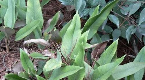 养护|男人要养护前列腺，5种食物要多吃，保护“前列腺”炎症不来扰