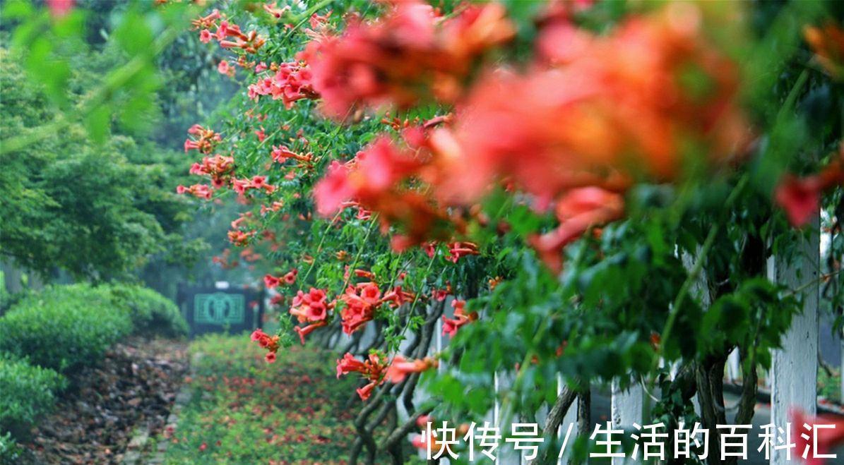 铁线莲|喜欢爬藤花,就养这四种,轻松一养就成花瀑布,香味还浓