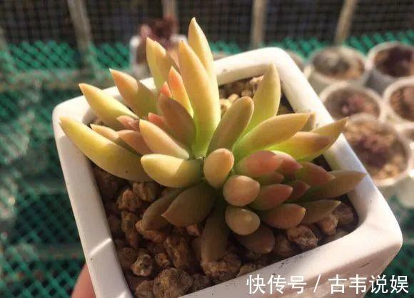 别人扔的多肉，他非要捡，最后照样也能养爆盆！