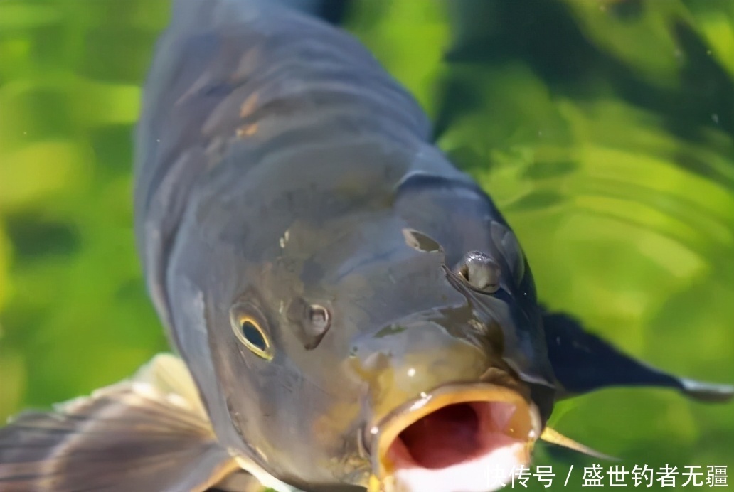 鲤鱼|夏季野钓鲤鱼，有这么一套“黄金搭”档就够了！——盛世三渔