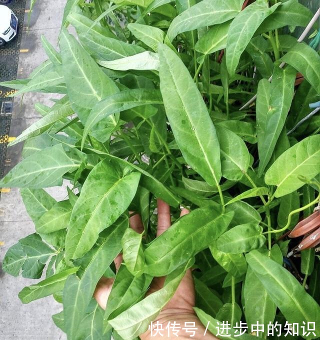 盆栽空心菜最简单的方法,1节枝插1棵,成片长摘不完