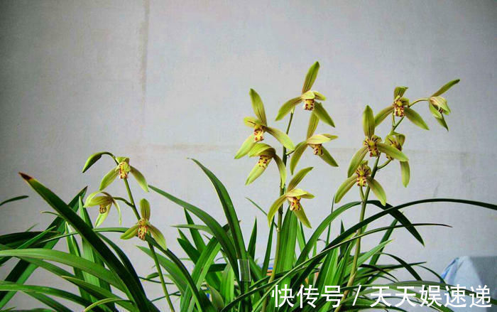 兰花们|秋养兰花相对简单,避开几个雷区,不烂根还会抽新枝