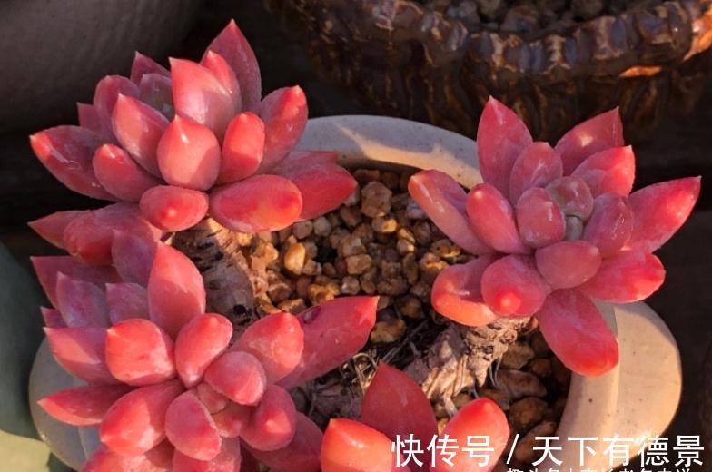 多肉蓝黛莲老桩已送人,但看到极致状态的它这么美,我又养了一棵