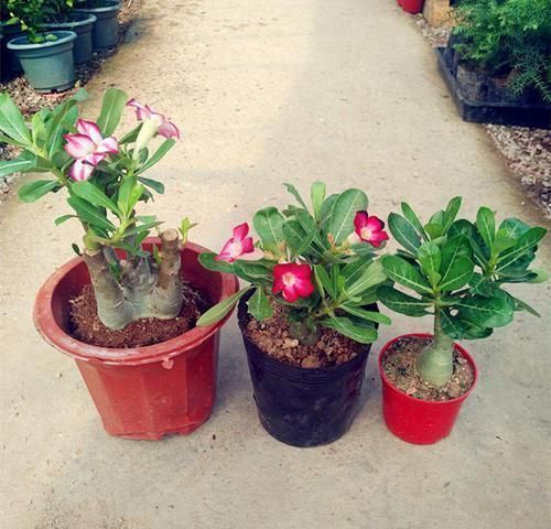 月季|花市遇到这4种花,再好看也不能买,都是假的根本养不活