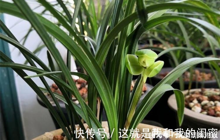生根|养兰花,给它喷点“生根水”,大白根直冒,长得肥肥壮壮!