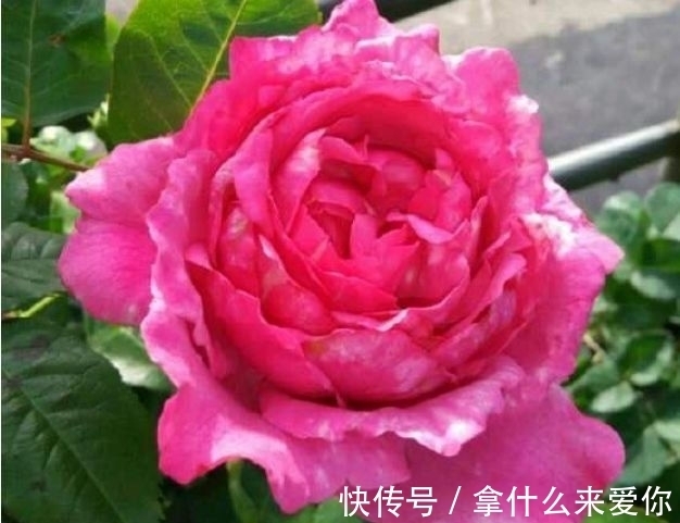 几种花适合新手养,养护简单,价格便宜,既小巧又可爱