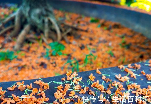 栽种|院子里有空地要种三种树,没空地挤挤也要种,寓意深远