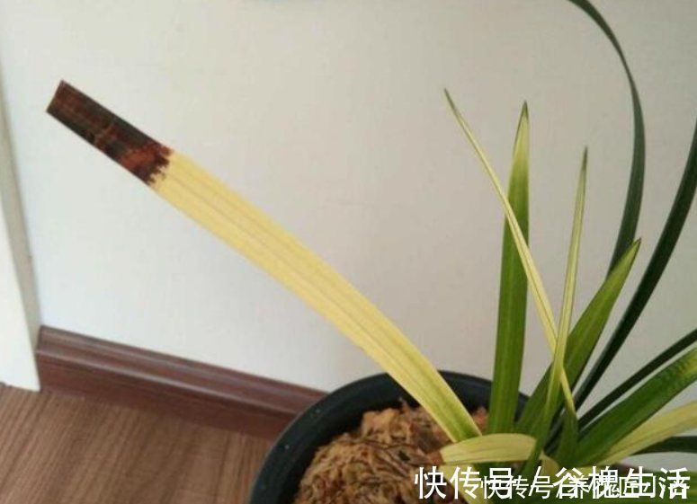 兰花总“焦尖”怎么办?通过“2点”分析,找到原因才能叶子油绿