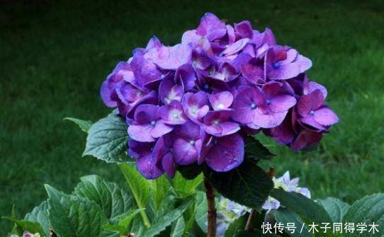 4种花漂亮不输牡丹,可盆栽种植,四季开花,很值得拥有