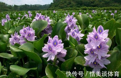 养花小技巧：2种植物堪称入侵草，记得别乱扔，轻松长成一大片