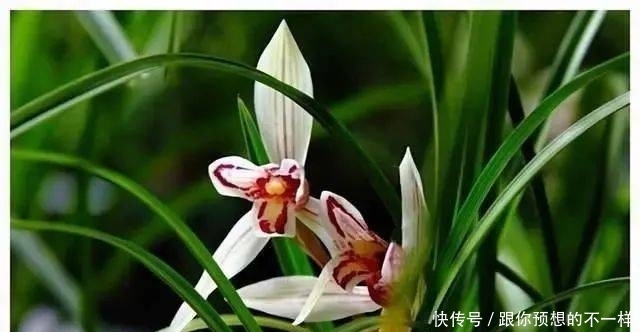 兰花有“三喜三怕”，顺着它养护，顺利春化，独苗绽放层叠群兰