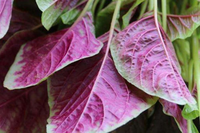 食物|聪明女性坚持吃3种食物,排毒养颜、延缓衰老,爱吃就赚了!