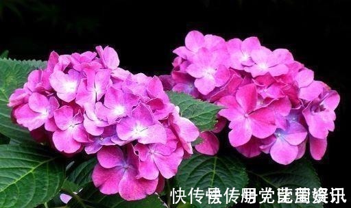 让人怜惜的4种花,长势超快,全年开花,一年成花墙