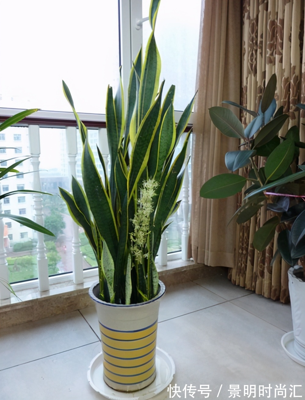 发财树|适合养在小盆里的3种花,用小盆,好养更健壮,别忽视