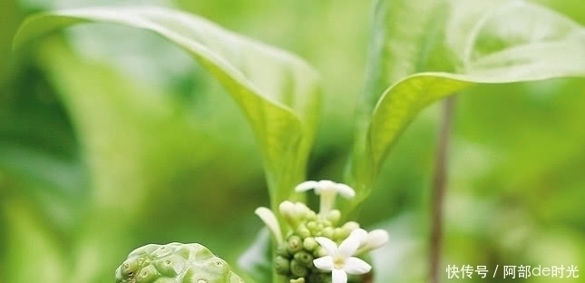 流血|农村这野草摸一下就流血，但价值很珍贵，人称“血见愁”，见过没