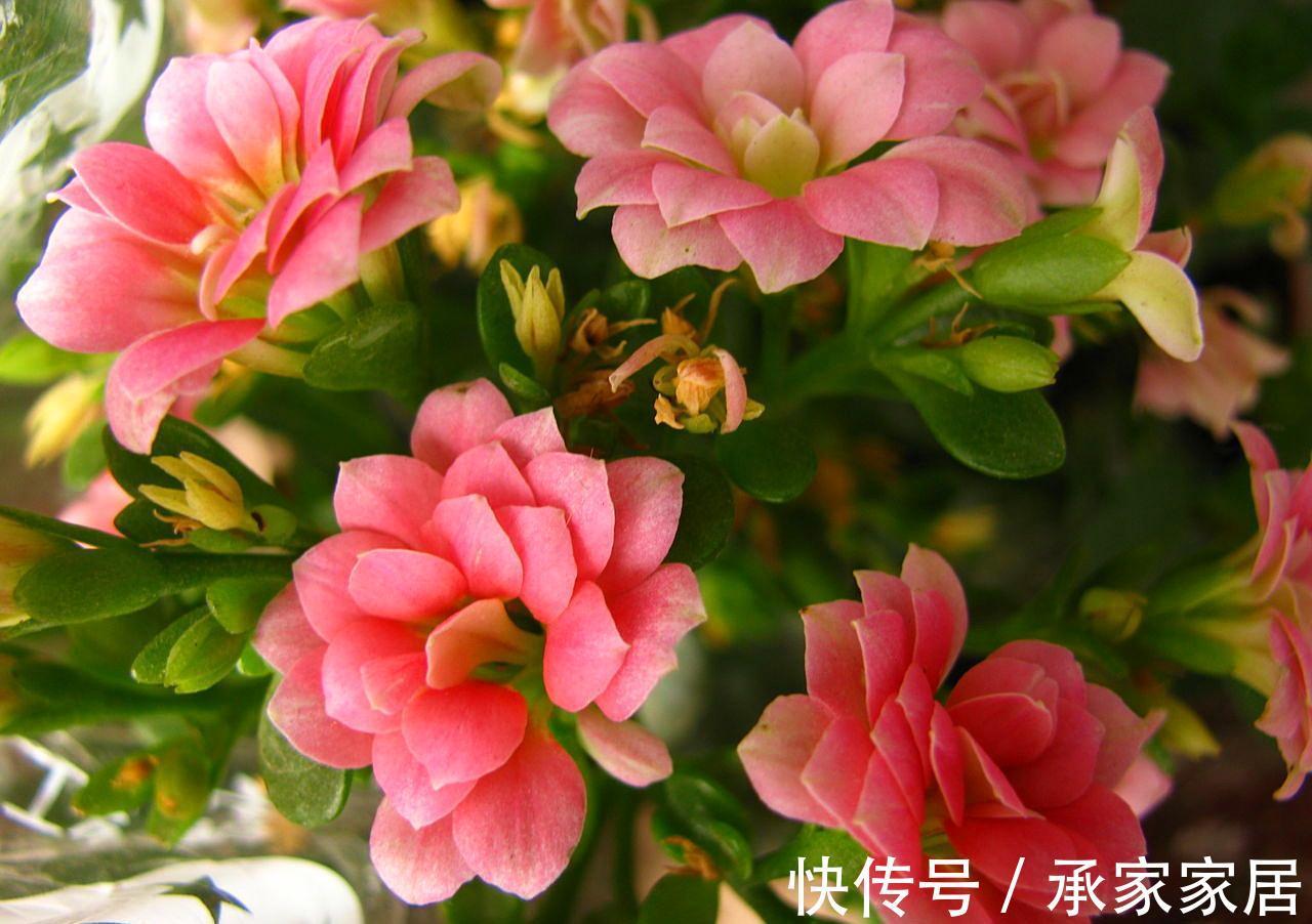 长寿花为什么不开花,原因有2点,做好一光一肥花苞噗噗长