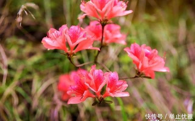 映山红是怎么种植的？掌握这些技巧，40天能生根，90天可成活