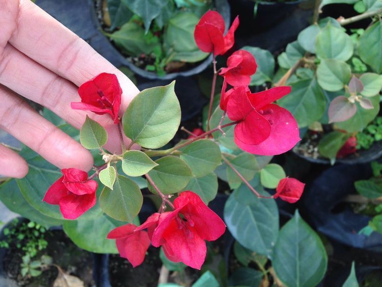 三角梅这么养，一年四季都能花开不断，网友涨姿势了