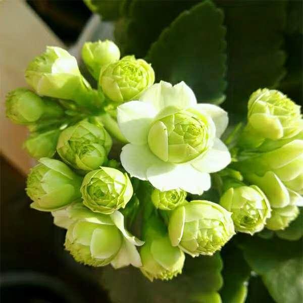 给花换盆、换土、切记2个“小关键”，不然可就白换了！