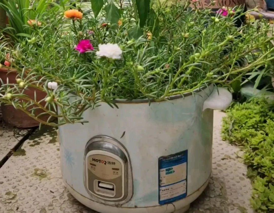 10个偏方,能省不少钱,把花养的又肥又壮