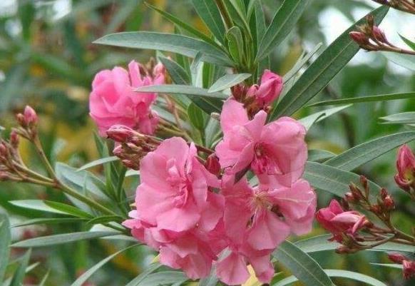 花人|这三种花“疾病花”千万不要放在家里养,懂花人都搬到外面养去了