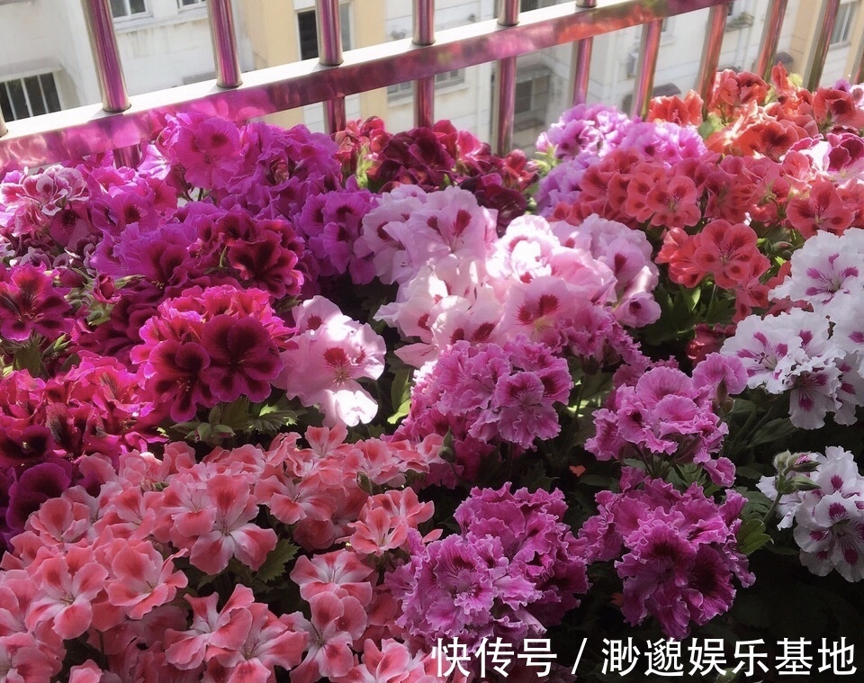 花苞|家里有2种花,趁着现在“摘心”,花苞呼呼窜,个个开爆盆