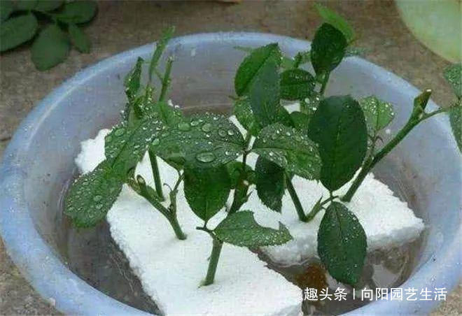 万能“养花盆”,扦插,养花,种菜,只要一个泡沫箱,一切都解决