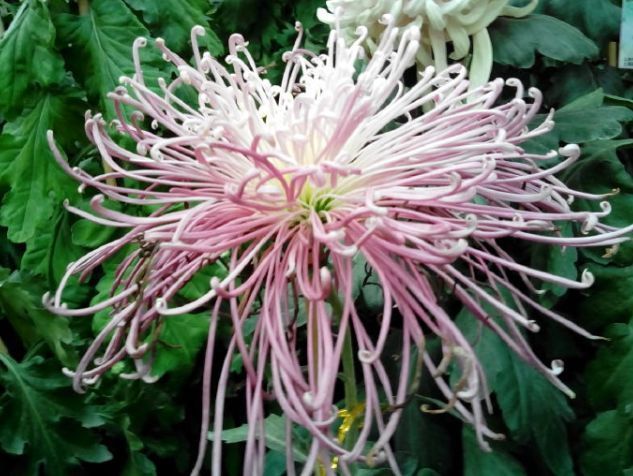 喜欢菊花,不如养盆优良名菊“桃花溪”,色泽艳丽,美爆了