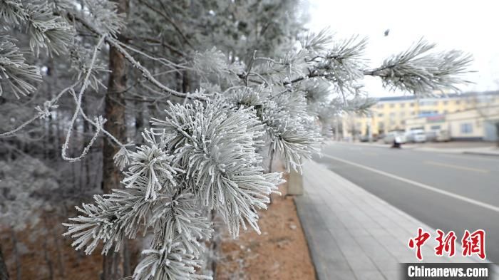 雾凇|气温骤降9℃ “神州北极”迎来雾凇美景