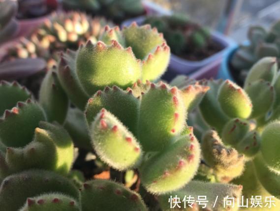 养多肉熊童子,不碰就掉叶子,你知道为什么,该怎么抢救吗