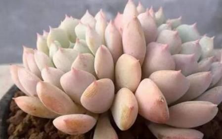 顺利|养多肉植物一个小技巧,长得壮状态好,而且还能顺利开花