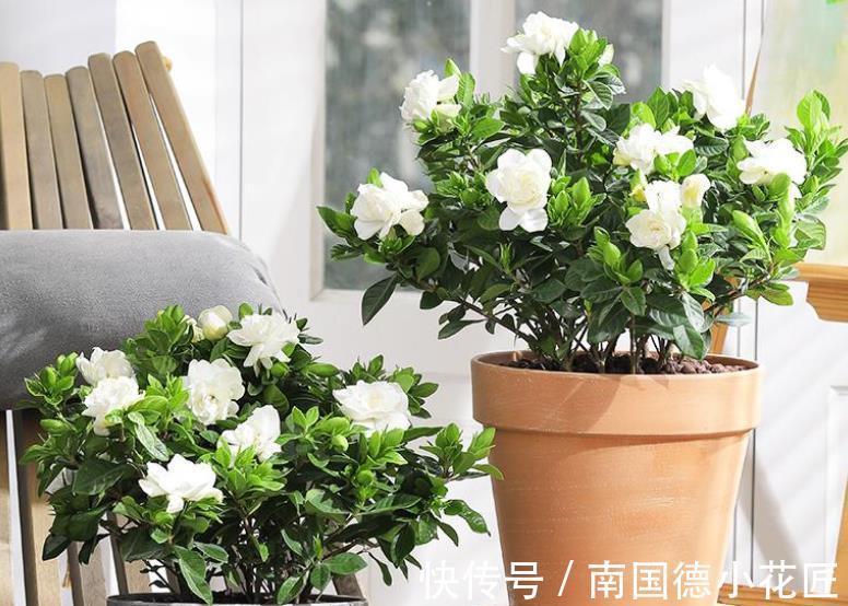 花匠|公认难养的6种花,老花匠丢室外不打理,反而长势旺开花美