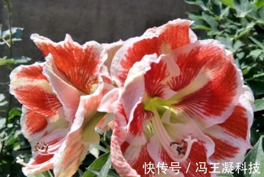 喜欢养花,不如养朱顶红,花开精致大气,枝叶繁茂旺盛,盆栽佳品