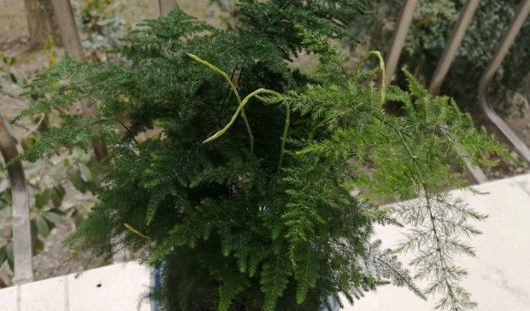 养盆最高雅的文竹,放在卧室里,每天喷点水,四季不黄叶