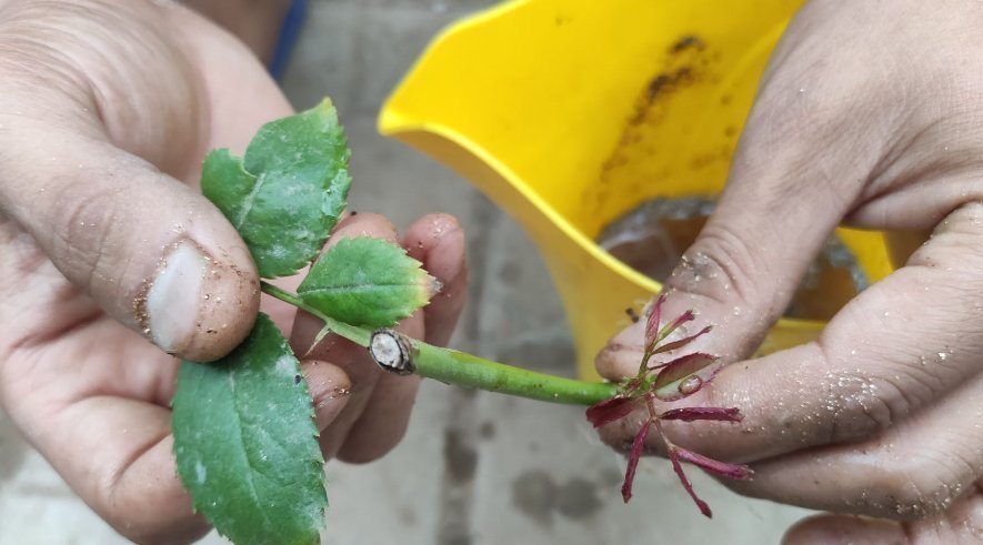 养花|养花2种扦插方法,掌握“关键点”,扦插不再难,扦插一棵活一棵