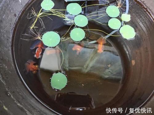 新入缸20多种观赏鱼、100多条，几乎无一伤亡，有什么经验可谈