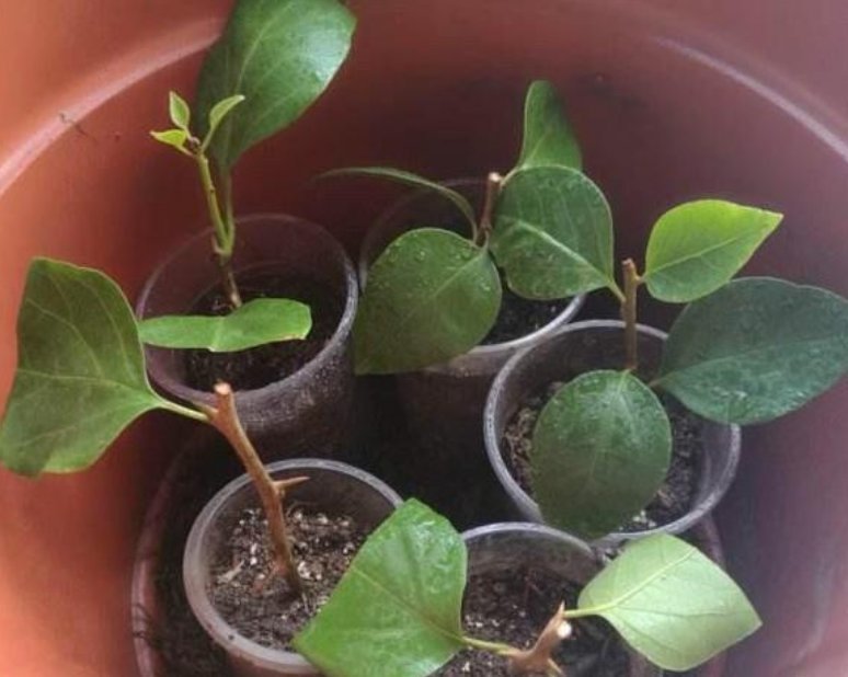 喜欢养花,就选这5种,“扔土里”就活,2月爆满盆,花开满阳台