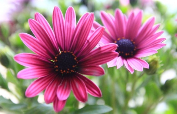 喜欢养花，不如养盆宫灯长寿，漂亮又好打理，花开繁盛惹人爱