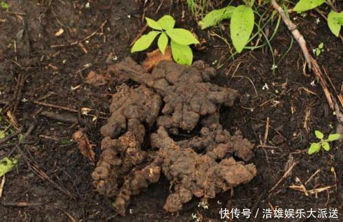 小肠|中医入门8种祛湿利水中药,除湿气,消水肿的好手,一次讲清楚