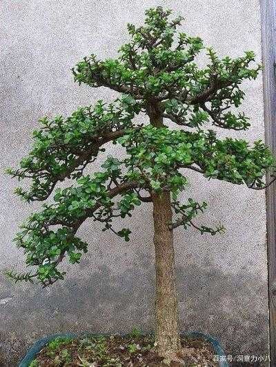 苍劲|金枝玉叶黄叶烂根,避开“三怕”,撒欢长窜新芽,养成苍劲小老桩