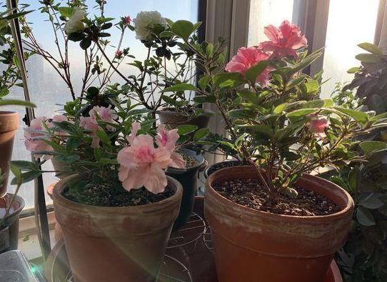 茶花盆栽四季杜鹃，注意3点，枝繁叶茂、花团锦簇、病虫害少