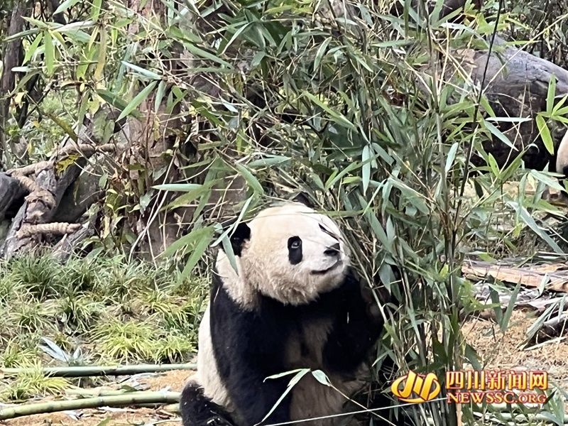 安逸|有一种“安逸”叫Panda 这位四川文旅吉祥物也太乖了！