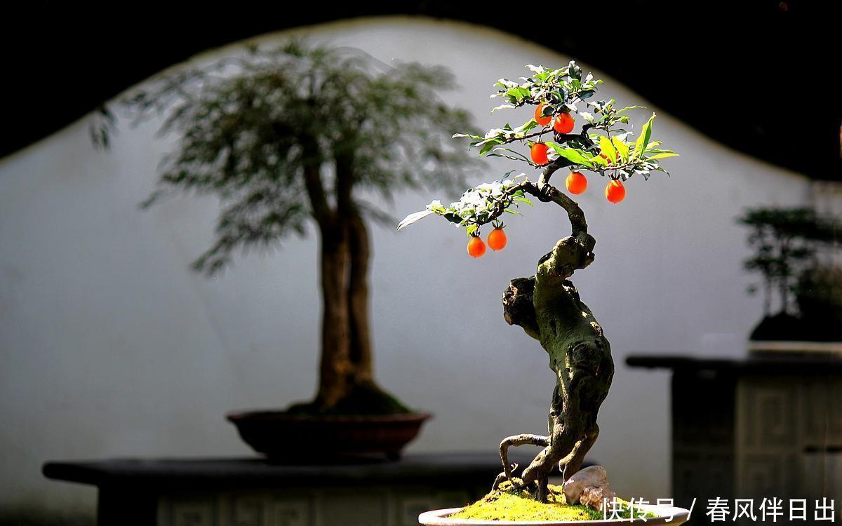 盆景养护的误区,每个误区都会产生什么坏处?