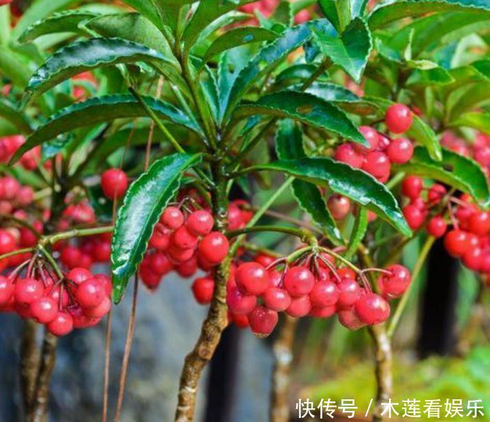 正月二十五,家里养上这4种花,招财进宝,财气旺旺来!