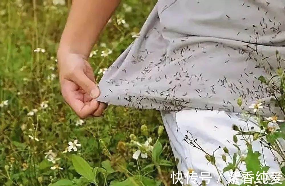 农村|农村这野草长满刺,农民见到就烦,嫩叶却是美味野菜,还能降血压