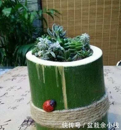 家中旧物拿来养花,1个花盆也不用买,种了满屋的花,漂亮实用