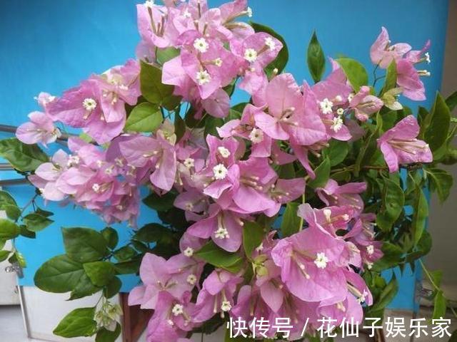 这花名叫“百变小樱”,开起花来“不管不顾”,叶子都不长了!
