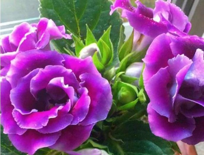 这些花卉美过玫瑰，一年四季花开不停，添绿意清空气，格调品味高