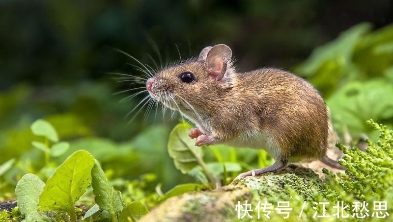 朋友关系|属鼠人：生活条件会突飞猛长，生活如虎添翼，非常的幸福